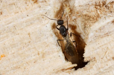 A carpenter ant coming out of a hole in wood. A carpenter ant coming out of a hole in wood.