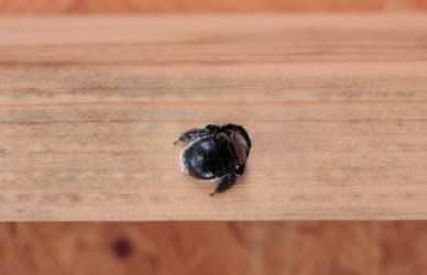 A carpenter bee drilling a hole into wood. A carpenter bee drilling a hole into wood.