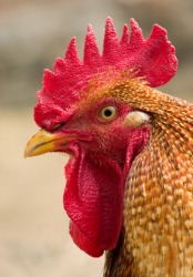 The comb and wattle of this rooster are examples of caruncles. The comb and wattle of this rooster are examples of caruncles.