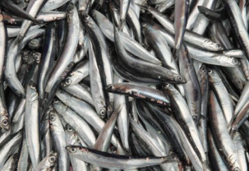 Some anchovies. Some anchovies.