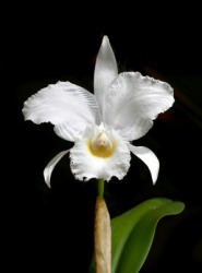 A beautiful white cattleya. A beautiful white cattleya.
