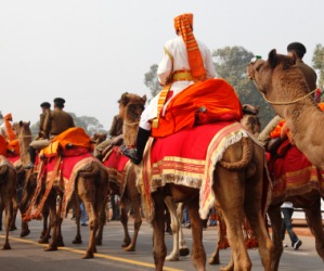 A cavalcade of camels. A cavalcade of camels.