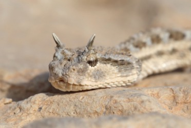 A cerastes is called a horned viper. A cerastes is called a horned viper.