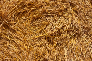 Fine cut straw or chaff. Fine cut straw or chaff.