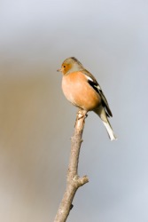 A male chaffinch on a twig. A male chaffinch on a twig.