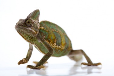 The lizard known as a chameleon. The lizard known as a chameleon.