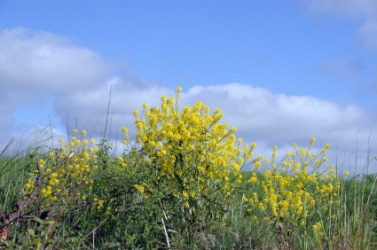 A group of yellow charlock. A group of yellow charlock.