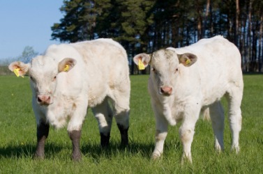 Two Charolais calves. Two Charolais calves.