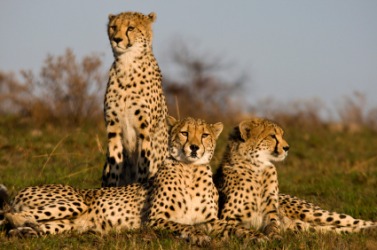 A cheetah family. A cheetah family.