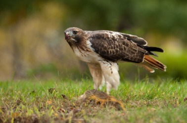 The red-tail is also known as a chicken hawk. The red-tail is also known as a chicken hawk.