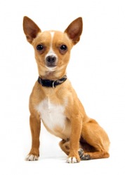 A brown and white Chihuahua. A brown and white Chihuahua.