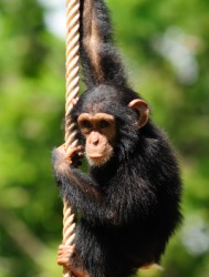 A young chimpanzee hanging from a rope. A young chimpanzee hanging from a rope.