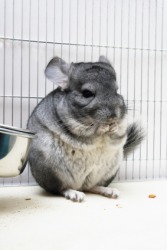 A chinchilla in a cage. A chinchilla in a cage.