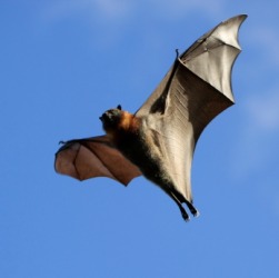 A bat is a chiropter. A bat is a chiropter.