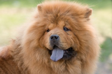 A close up of a chow. A close up of a chow.
