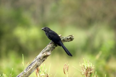 An ani on a limb. An ani on a limb.