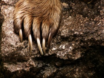A close up of the claws on a bears paw. A close up of the claws on a bears paw.