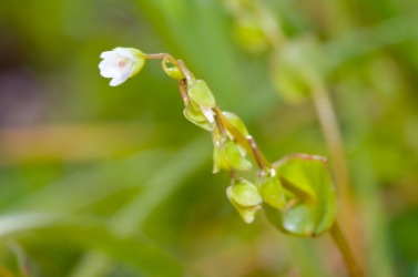 A single stem of the claytonia flower. A single stem of the claytonia flower.