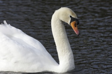 The male swan is called a cob. The male swan is called a cob.