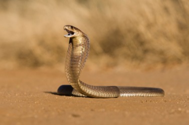 A cobra in a warning posture. A cobra in a warning posture.