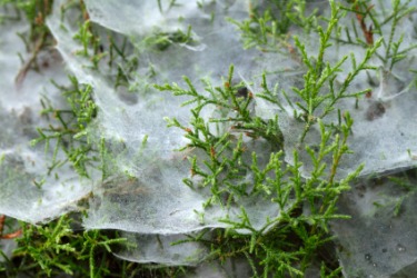 Cobwebs spread over a bush. Cobwebs spread over a bush.