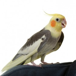 The Australian parrot, the cockatiel. The Australian parrot, the cockatiel.