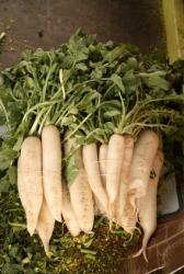 A pile of daikon radishes at a farmers market. A pile of daikon radishes at a farmers market.