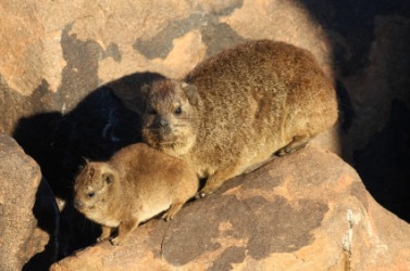 A daman, or hyrax with cub. A daman, or hyrax with cub.