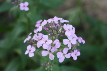 A cluster of flowers from the dame's violet plant. A cluster of flowers from the dame's violet plant.