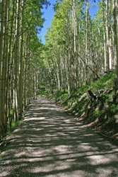 A country road dappled by the shadows from trees. A country road dappled by the shadows from trees.