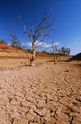 A dead tree in a barren landscape. A dead tree in a barren landscape.