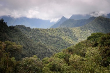 A cloud forest in Ecuador. A cloud forest in Ecuador.