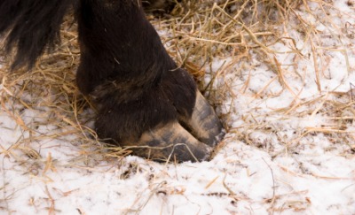 The cloven hoof of an animal. The cloven hoof of an animal.