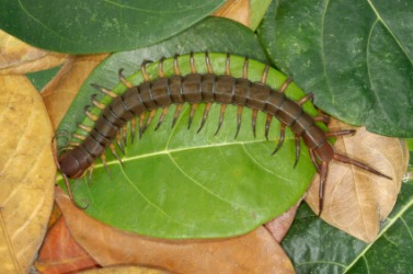 A centipede on a leaf. A centipede on a leaf.