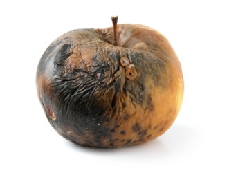 An apple in an advanced state of decay. An apple in an advanced state of decay.