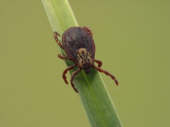 The deer tick. The deer tick.