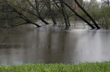 Trees in a field during a deluge. Trees in a field during a deluge.