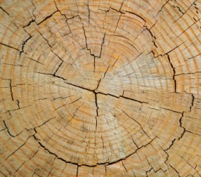 Dendrochronology studies the rings of a tree. Dendrochronology studies the rings of a tree.