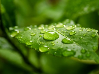 A dew covered leaf. A dew covered leaf.