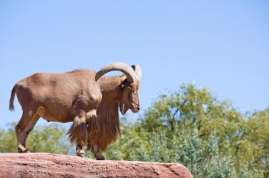 The aoudad, also known as Barbary sheep. The aoudad, also known as Barbary sheep.