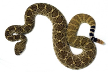 A diamondback rattlesnake. A diamondback rattlesnake.