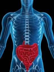 The human digestive system. The human digestive system.