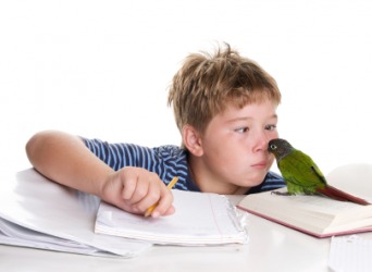 This boy's bird is a distraction from his homework. This boy's bird is a distraction from his homework.