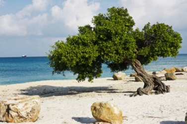 A divi-divi tree. A divi-divi tree.