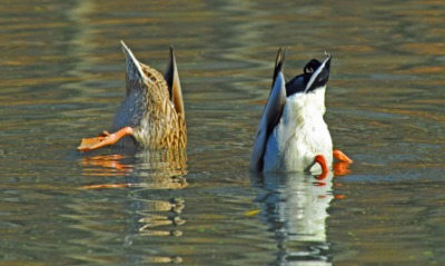 A pair of diving ducks. A pair of diving ducks.
