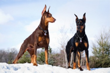 A pair of Doberman pinschers. A pair of Doberman pinschers.