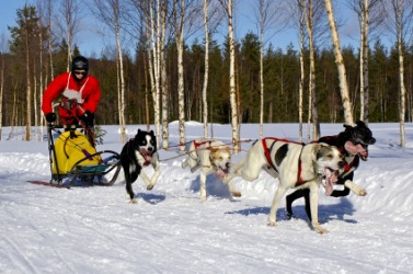 A team of dogs pulling a dogsled. A team of dogs pulling a dogsled.