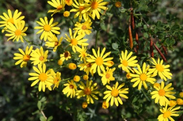 Yellow doronicum flowers. Yellow doronicum flowers.
