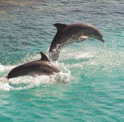 The dorsal fin of a dolphin. The dorsal fin of a dolphin.
