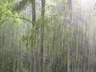 A summer downpour. A summer downpour.